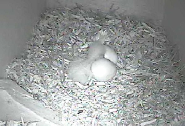 First chick fully hatched - Black & white still images taken from the camera footage